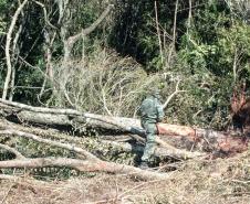 Vídeo de desmatamento chega à Polícia Ambiental e multa donos de máquina e propriedade em R$ 23,4 mil cada um em Roncador (PR)