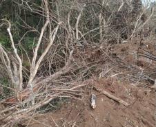 Primeiro dia da Operação Nascente Viva flagra diversos pontos de destruição de mata nativa no Sudoeste do estado