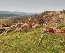 Primeiro dia da Operação Nascente Viva flagra diversos pontos de destruição de mata nativa no Sudoeste do estado