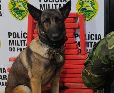 Durante Operação Hórus, Polícia da Fronteira apreende 26,8 quilos de maconha em ônibus de viagem, na cidade de Cascavel (PR)