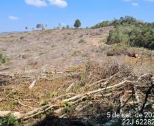 Polícia Ambiental atende ocorrência de desmatamento e encaminha homem por porte ilegal de arma de fogo em Campo Largo (PR)