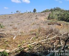 Polícia Ambiental atende ocorrência de desmatamento e encaminha homem por porte ilegal de arma de fogo em Campo Largo (PR)