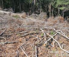 Polícia Ambiental atende ocorrência de desmatamento e encaminha homem por porte ilegal de arma de fogo em Campo Largo (PR)