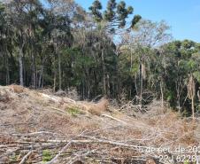 Polícia Ambiental atende ocorrência de desmatamento e encaminha homem por porte ilegal de arma de fogo em Campo Largo (PR)