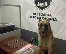 Na RMC, cães de faro do BPChoque indicam drogas e cinco suspeitos são presos