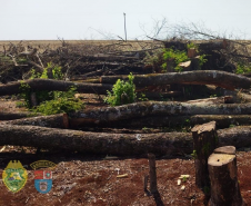 Polícia Ambiental flagra desmatamento e proprietário é preso após tentativa de homicídio contra equipe em Peabiru (PR)
