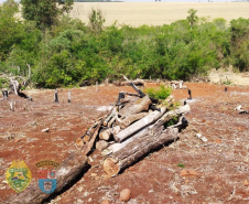 Polícia Ambiental flagra desmatamento e proprietário é preso após tentativa de homicídio contra equipe em Peabiru (PR)