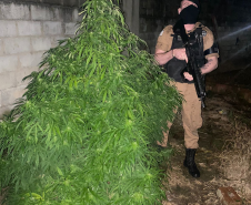 Operação Maré Alta continua e arma de fogo e pé de maconha são apreendidos no último final de semana