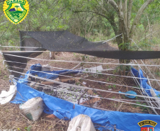 PM localiza mais de 260 mudas de maconha às margens do Rio Ligeiro, na região de Cianorte (PR)