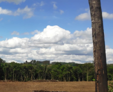 Homem é multado em mais de R$ 100 mil após desmatar mais de sete hectares em Palmeira (PR)