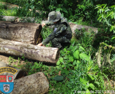 Homem é multado em mais de R$ 100 mil após desmatar mais de sete hectares em Palmeira (PR)