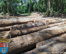 Homem é multado em mais de R$ 100 mil após desmatar mais de sete hectares em Palmeira (PR)