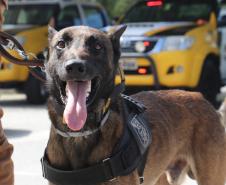 Polícia Rodoviária utiliza cães de faro contra o tráfico de drogas no Litoral