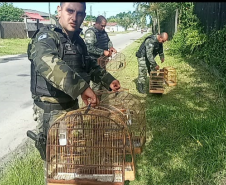 Polícia Ambiental resgata 42 aves silvestres e aplica multa de R$ 34,5 mil em Matinhos (PR)