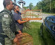 Polícia Ambiental resgata 42 aves silvestres e aplica multa de R$ 34,5 mil em Matinhos (PR)