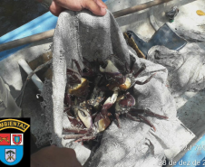 Pescadores são autuados por capturar caranguejos de forma ilegal em Guaraqueçaba, no Litoral do estado