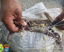 Pescadores são autuados por capturar caranguejos de forma ilegal em Guaraqueçaba, no Litoral do estado