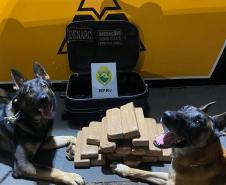 Cães de faro do Batalhão de Polícia Rodoviária auxiliam na apreensão de crack, maconha e cocaína durante abordagens no interior e litoral