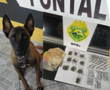 Cães de faro do Batalhão de Polícia Rodoviária auxiliam na apreensão de crack, maconha e cocaína durante abordagens no interior e litoral
