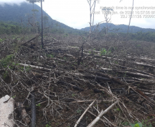 Homem é preso pela Polícia Ambiental por desmatamento ilegal de 7 hectares em Antonina