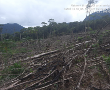 Homem é preso pela Polícia Ambiental por desmatamento ilegal de 7 hectares em Antonina