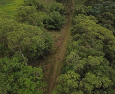 Homem é preso pela Polícia Ambiental por desmatamento ilegal de 7 hectares em Antonina