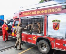 Governo do Paraná envia 10 bombeiros e cães para buscas a desaparecidos em Petrópolis