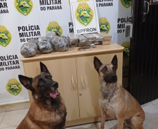 BPFRON apreende quase 50 quilos de maconha e recupera 32 toneladas de soja no Oeste do estado