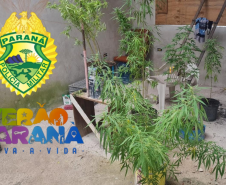 PM prende dois homens e apreende sete pés de maconha em Pontal do Paraná (PR)