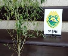 Mais de 25 mil pessoas são abordadas e 323 presas pela Polícia Militar durante o Carnaval 2022 no Paraná