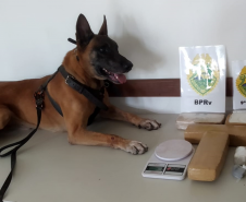 Cão de faro do BPRv descobre fundo falso com drogas dentro de uma casa em Guaratuba 