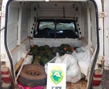 Polícia Militar recupera mais de 120 quilos de pinhão furtados em Palmas, no Sudoeste do estado