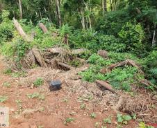 Batalhão Ambiental da PM flagra crimes ambientais em Altamira e Maringá. 