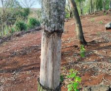 Batalhão Ambiental da PM flagra crimes ambientais em Altamira e Maringá. 