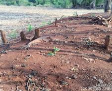 Batalhão Ambiental da PM flagra crimes ambientais em Altamira e Maringá. 