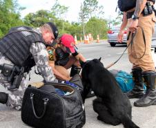 Cão farejando 