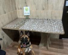 Cão Radar