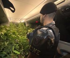  Dentro da estrutura adaptada para o cultivo, foram descobertos 519 pés de maconha