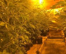  Dentro da estrutura adaptada para o cultivo, foram descobertos 519 pés de maconha