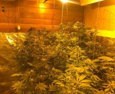  Dentro da estrutura adaptada para o cultivo, foram descobertos 519 pés de maconha