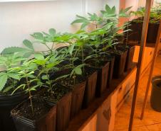  Dentro da estrutura adaptada para o cultivo, foram descobertos 519 pés de maconha