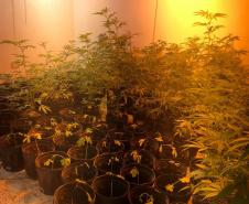 Dentro da estrutura adaptada para o cultivo, foram descobertos 519 pés de maconha