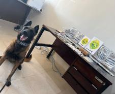 Para aprofundar as investigações, a equipe acionou o K9 Argos, um cão farejador certificado para detecção de entorpecentes e armas de fogo