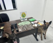 Com o apoio dos cães de faro, as buscas resultaram na apreensão de 347 pinos de substância análoga à cocaína