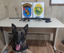 As armas e munições apreendidas foram apresentadas à autoridade policial para as providências cabíveis