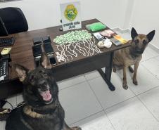 Com o apoio dos cães de faro, as buscas resultaram na apreensão de 347 pinos de substância análoga à cocaína
