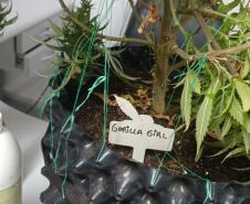 MNo endereço indicado e localizaram os pés de maconha, além de materiais utilizados para o cultivo da planta.