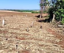 Operação Mata Atlântica em Pé: PMPR aplica mais de R$ 19 milhões em multas
