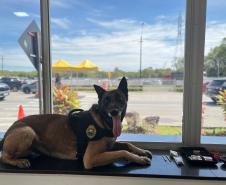 O objetivo maior de preservar vidas e garantir que os cidadãos possam se deslocar com segurança durante as festividades de fim de ano