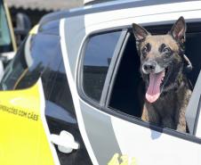 O objetivo maior de preservar vidas e garantir que os cidadãos possam se deslocar com segurança durante as festividades de fim de ano